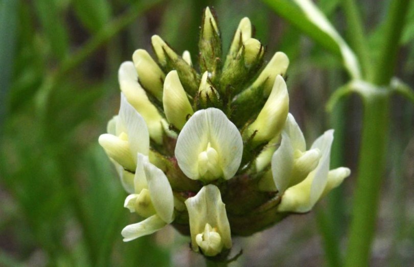 Hólyagos csűdfű - Astragalus cicer , Astragalus cicer , etnobotanika